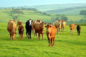 Ayvacık`ta, Organik Hayvan Yetiştiriciliği Paneli