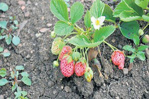 Osmanlı Çileği İlgi Bekliyor