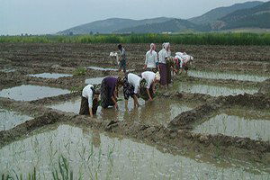Osmanlı`da Saray Mutfaklarını Süsleyen Konuralp Pirincinin Ekimine Başlandı