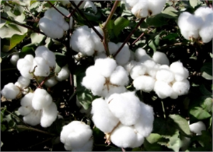 Çiftçi, Destekleme Primlerinin Ödenmesini İstiyor