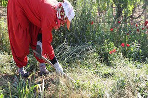 Salep Hasadı Başladı