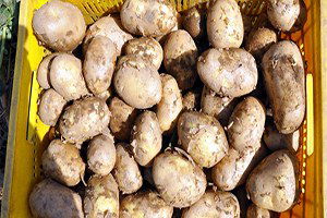 Sandıklı`da Çiftçi Patates Fiyatından Endişeli