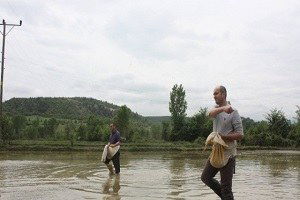 Saraydüzü`nde Çeltik Ekimi Başladı