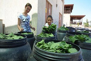Sarıgöl`de Taze Bağ Yaprağı Alımları Başladı