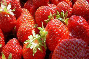 Silifke Çileği Tescil Yolunda