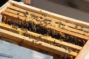 Şırnak`ta Bal Teknem Projesi