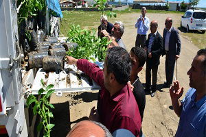 Tatvan`da 3 Bin Adet Sertifikalı Ceviz Fidanı Dağıtıldı