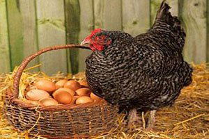 Tavuk Yumurtası Üretimi Mart`ta Arttı