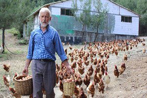 Tavukların Efendisi...