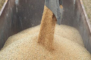 Türkiye Makarnalık Buğdayda İlk Üçte Olacak