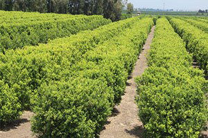 Turunçgil Üreticisini Rusya Krizinden Sonra Dolu Vurdu