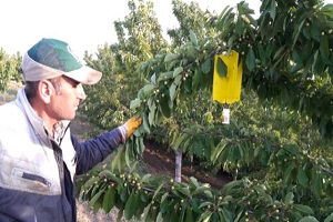 Üreticilere Kiraz Sineği ile Mücadele ve Zirai İlaç Uyarısı