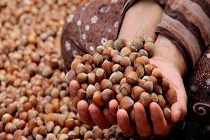 Üreticilerin Gözü Kulağı Destek Ödemesinde