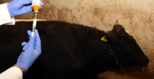 Van`da 3 İlçede Şap Alarmı