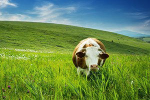 Yem Katkı Maddelerinde AB Uyumu