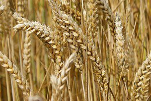 Yemeğimizi Ona Katık Etmeden Olmuyor!