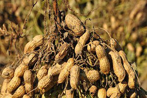 Yer Fıstığı Üreticileri İyi Bir Sezon Bekliyor