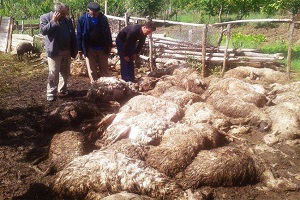 Yozgat`ta Ağıla Giren Kurtlar 75 Koyun ve Kuzuyu Telef Etti