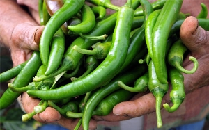 Manisa`da Biber Hasadı Başladı