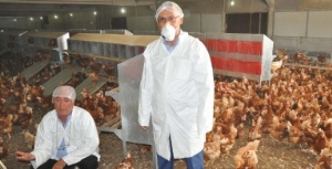 Manisa`da Organik Tavukçuluk Revaçta