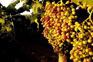 Afrika Sıcakları Üzüm Üreticilerini Vurdu