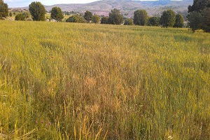 Afyonkarahisar`da Çiftçilerin Kullandığı Gübre Mahsullere Zarar Verdiği İddiası