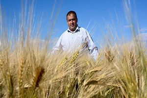 Aksaray`da Hasat Dönemi Başlıyor