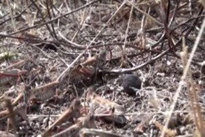 Akseki`de Çekirge ve Bambul Böcekleri Ürünlere Zarar Verdi