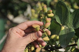 Antep Fıstığında Rekolte Beklentisi Yüksek