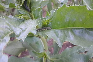 Aspir Üreticisine Tırtıl ve Kurt Uyarısı