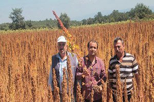 Kinoa`ya Çiftçinin İlgisi Artıyor