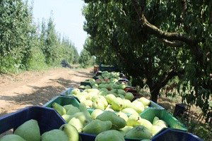 Deveci Ve Santa Maria`yı Dolu Vurdu