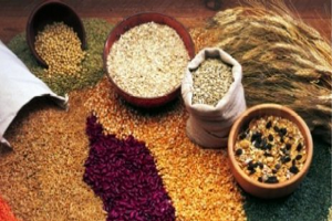 Yeşil Altın`da Rekolte Düşüşü Bekleniyor