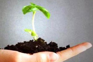 Zonguldak`ta 180 Bin Ceviz Fidanı Üretilecek