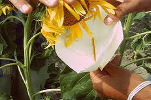 Demonstrasyon Ayçiçeği Denemesi