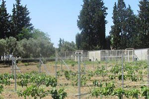 Aydın`da Bodur İncir Üretimi Denemeleri Başladı