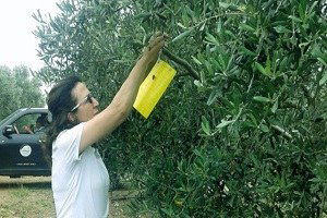Aydın`da Zeytin Sineği Popülasyon Takibi Başladı