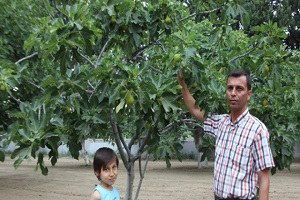 Aydın İnciri Ermeye Başladı