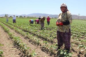 50 Derece Sıcakta 40 Liralık Ekmek Mücadelesi