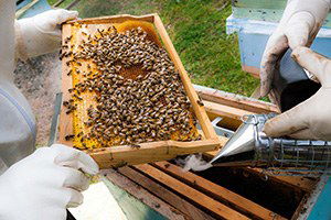 Bal Üreticisine 10 Milyon Euro Yatırım