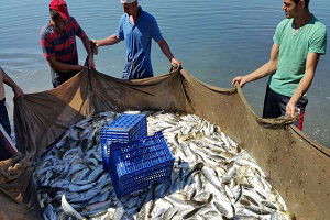 Yasak Kalktı, Mutlu Olan Yok