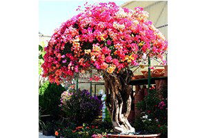 İkinci El Otomobil Fiyatına Bodur Begonvil Ağacı