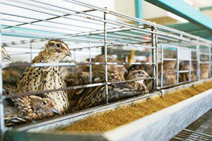 Türkiye`nin Tek Bıldırcın Üretim Çiftliğine Terör Darbesi