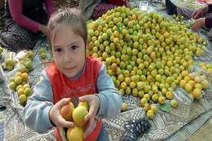 Bor Açısından Zengin Ürünler Hastalıkları Önleyebilir