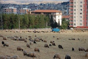 Buğday ve Arpa Hasadı Hayvan Sahiplerinin Yüzünü Güldürdü