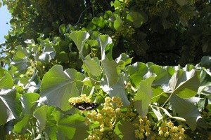 Bursa`ya 55 Bin Adet Ihlamur Fidanı