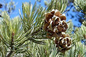 Bayramiç`te Çam Fıstığı Hasadı