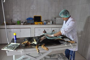 Can Dostlara Hizmet Devam Ediyor