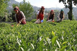 Çaykur`un Birinci Sürgün Yaş Çay Alımları