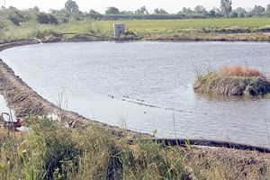 Çeltik Ekim Sezonu Erken Açıldı
